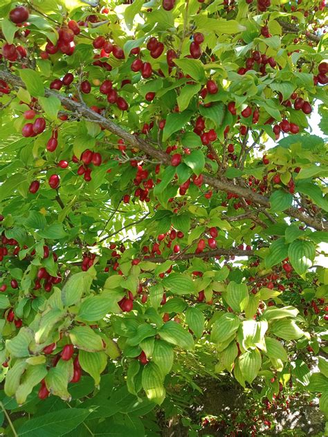 Cornelian Cherry Dogwood : r/foraging