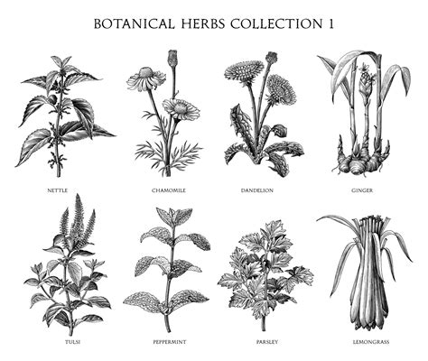Botanical herbs collection hand draw engraving style black and white ...