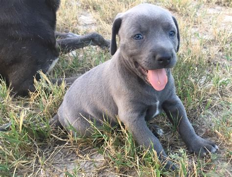 Colors Blue Lacy Pups