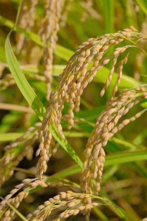 सितंबर में कैसे रखें धान के खेतों का ध्यान? - How to take care of paddy ...