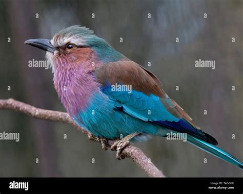 Lilac Breasted Roller (coracias caudatus Stock Photo - Alamy