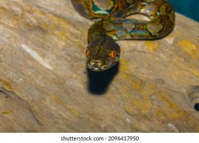Image result for Python Attacking Prey