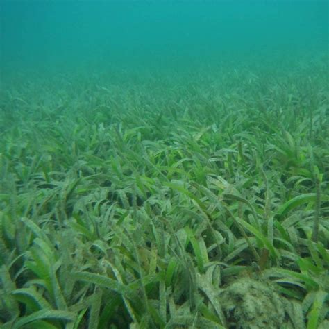 Biotic Component – Seamap Australia