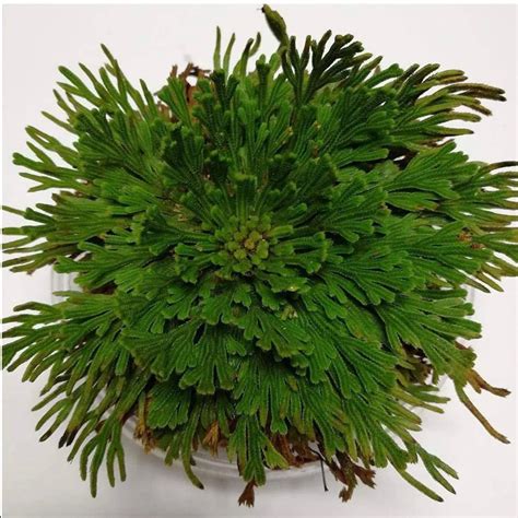 Large Rose of Jericho Resurrection Plant Rosa De Jerico Reviving House ...