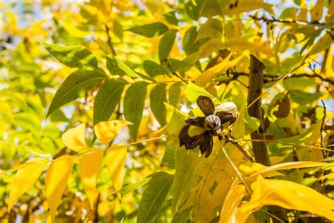 Image result for picture of pecan trees in late fall