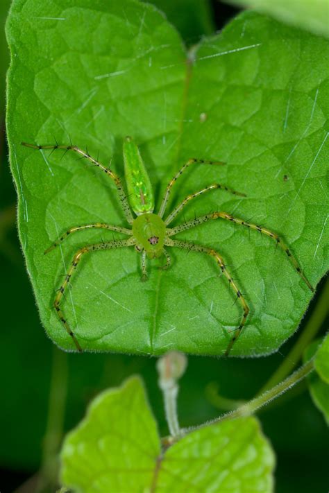 Peucetia viridans (Green Lynx Spider) - Costa Rica - Kleintiergalerie