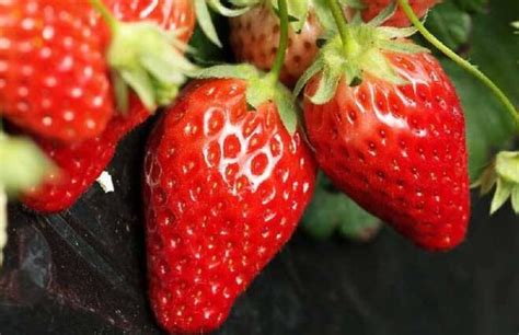 草莓品种那么多，种植什么品种效益最好？_瓜果_371种养致富网