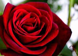 Image result for red flowers