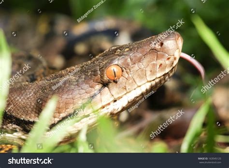 Image result for Netzpython Zwerg