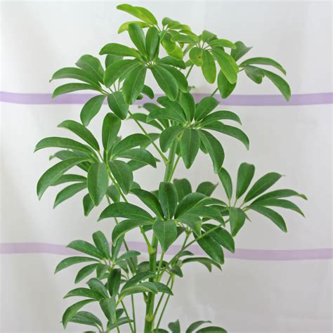 Schefflera arboricola