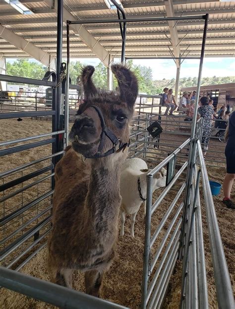 Petting Zoo-Family Day, 6655 State Highway 115, Florence, CO, 2 August ...