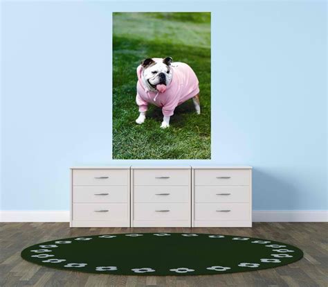 Bulldog Wearing Pink Sweater Outfit Vinyl Decal Color As Seen Size:8x20 ...