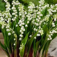 Image result for Lily of the Valley Flowers Outlines Pattern