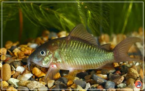 Java Moss for Corydoras Breeding 的图像结果