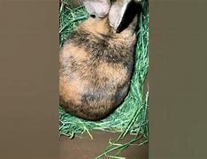 Image result for Protect Rabbit Nest