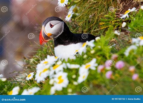 Cute Atlantic Puffin Birds At Cliff Top In Iceland, Northern Sea Shore ...