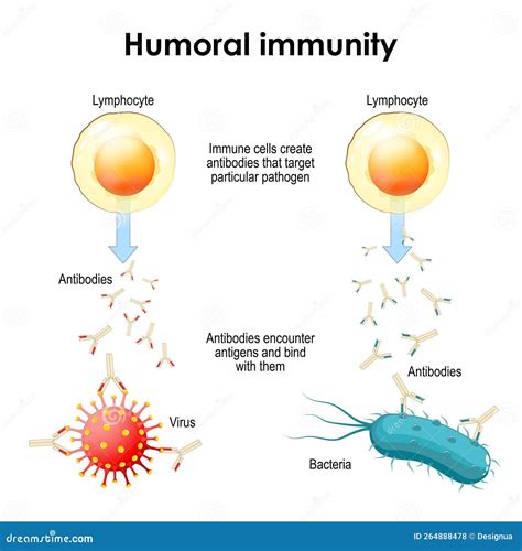 Humoral Immunity. Bacteria, Virus, Lymphocyte and Antibody Stock Vector ...