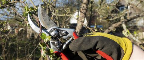 Tree Pruning Portland 的图像结果