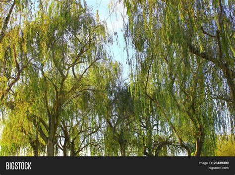 Willow Trees Image & Photo (Free Trial) | Bigstock