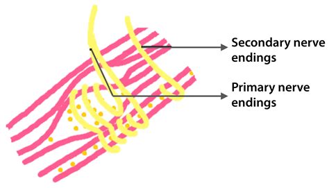Spindle Shape 的图像结果