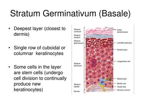 Migration Of Keratinocytes From The Stratum Basale