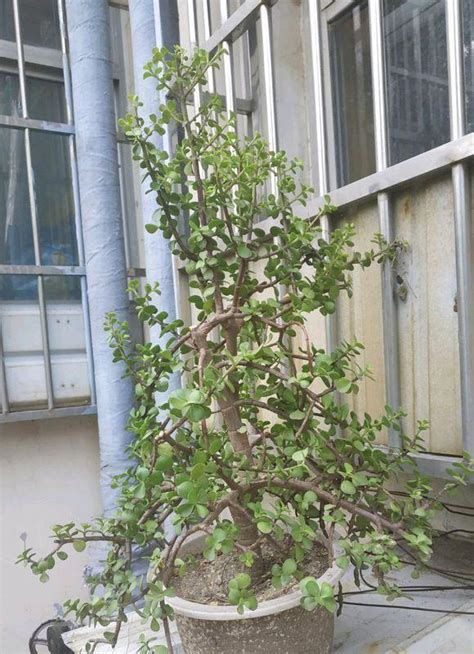 盆栽金枝玉叶，“全日照”养护，快速木质化，长成小老桩