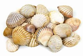 shells 的图像结果