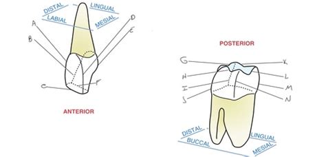 Line Angle Teeth 的图像结果