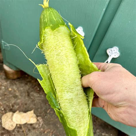 How To Grow Luffa From Seed - Heirloom Grown