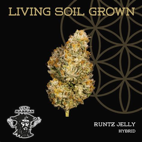 Runtz Jelly | Bulk Deli | Living Soil - Flower of Life