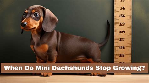 When Do Mini Dachshunds Stop Growing?