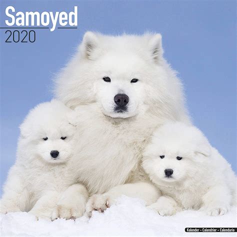 Amazon.in: Buy Samoyed Calendar 2020 Book Online at Low Prices in India ...