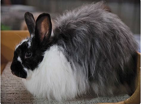 French Angora Rabbits