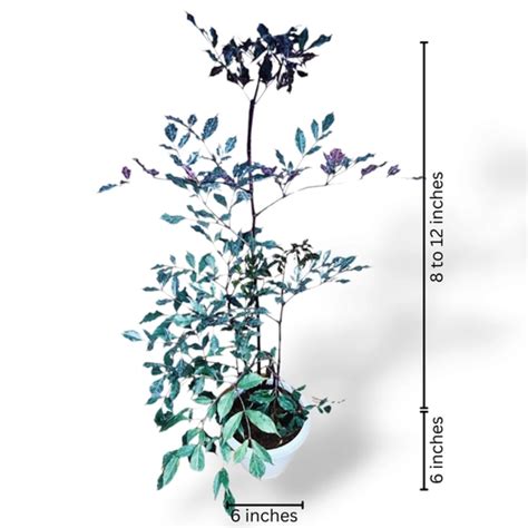 Burgundy Leea - Exotic & Rare Indoor Plant Collection