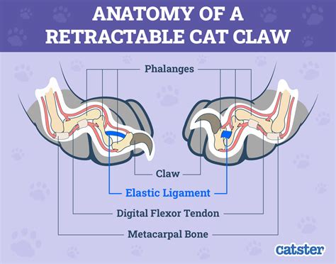 How Do Cat Claws Work? How They Come Out & Retract - Catster