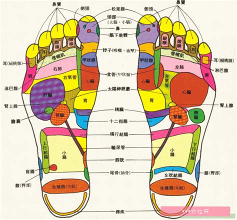 足底按摩穴位图及手法，脚底穴位图及按摩方法_999穴位网