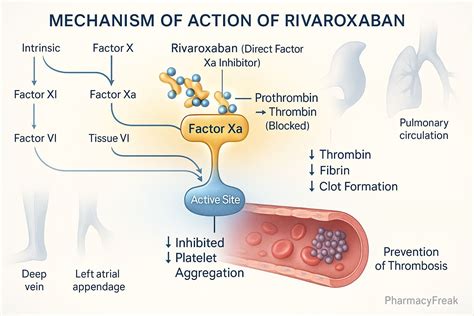 Mechanism Of Xarelto