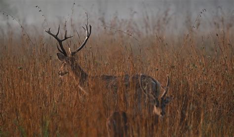 JavaScript Animation 3D 的图像结果