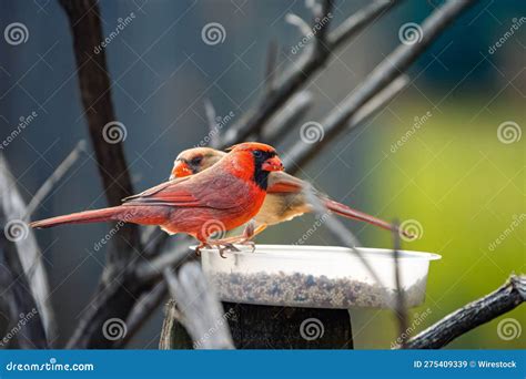 Couple of Northern Cardinals on a Bird Feeder Eating Seeds. Cardinalis ...