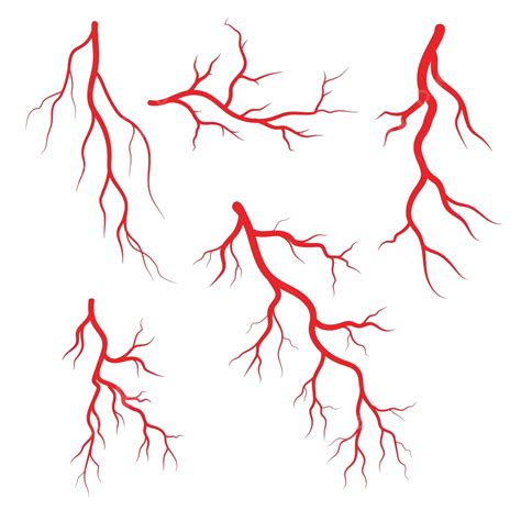 Human Veins And Arteries Illustration Blood Vein Isolated Vector, Blood ...