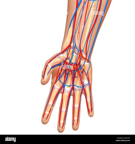 Image result for Hand Anatomy Tutorial