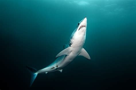 Are There Sharks in Bali?