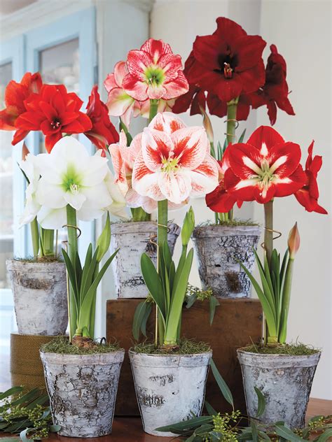Holiday Amaryllis Plant in Lakeville, CT | Roaring Oaks Florist