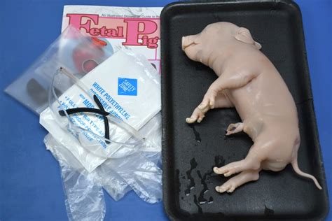Image result for Fetal Pig Dissection Lab