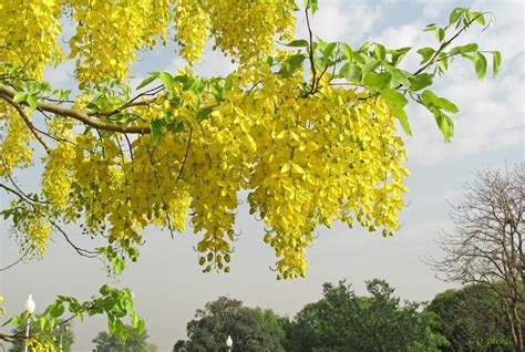 Buy CSNCH50 Fresh Cassia Fistula Golden Shower Pudding-Pipe Tree Online ...