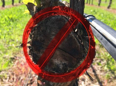 Image result for Sapling Pruning