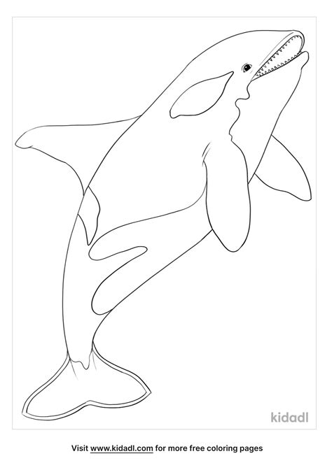 Realistic Orca Coloring Page
