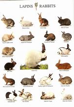 Image result for Wild Rabbit Colours