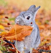 Image result for Baby Bunnies in Cups