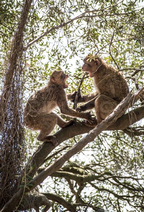 Monkey Fighting Python 的图像结果